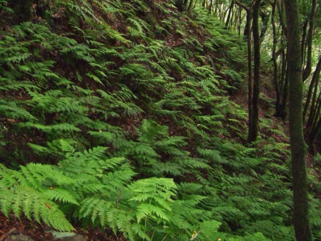 Casa Del Cu Bano B- Biosphere Reserve سانتا كروز دي تينيريف المظهر الخارجي الصورة